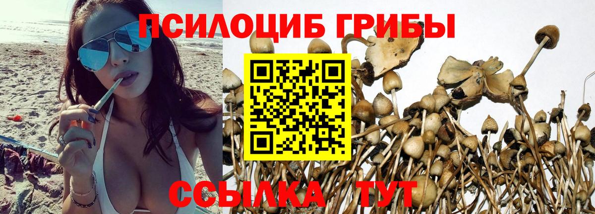 Псилоцибиновые грибы мицелий Кисловодск
